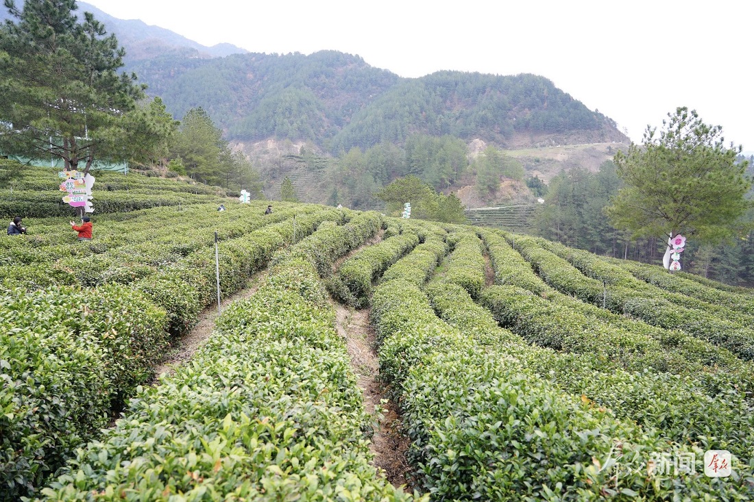 陕西推动特色产业提质增效