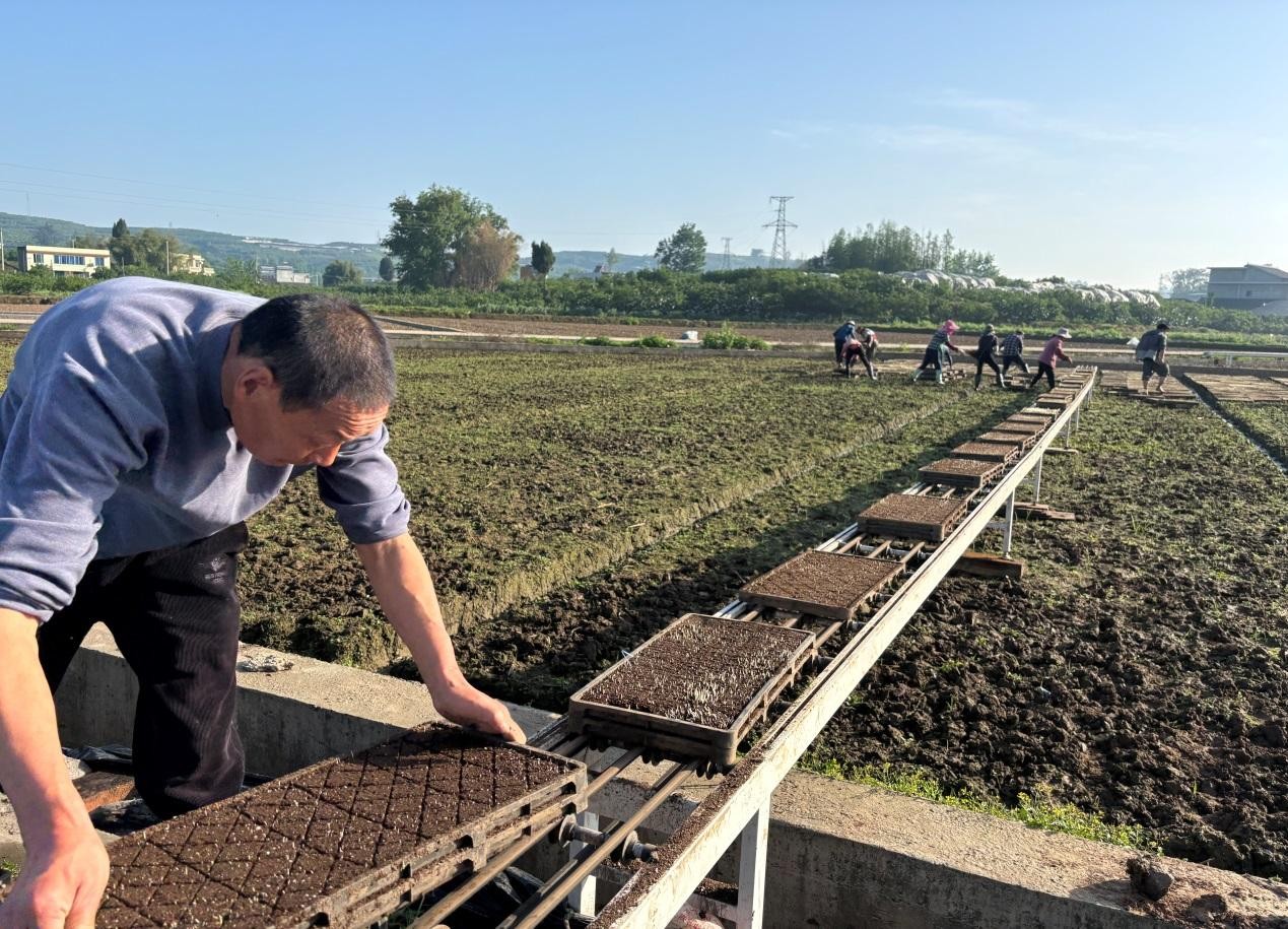 <b>四川丹棱：田野播新绿 湾区飘橙香</b>