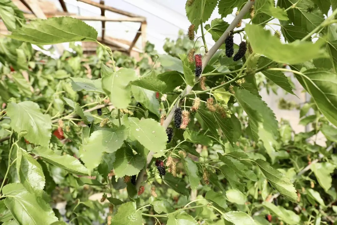 榆林市榆阳区金鸡滩镇：桑果飘香采摘忙 农场兴产助增收