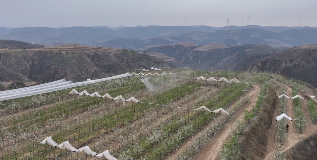 <b>榆林市子洲县：10万亩山地苹果迎盛花期 科学管护筑牢丰产根基</b>