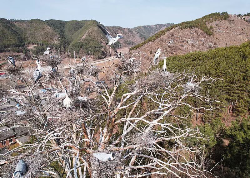 <b>商洛市洛南县：苍鹭恋上周湾村  </b>