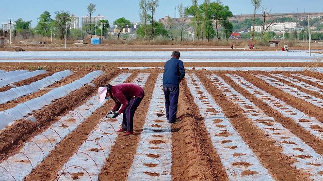 <b>田野“新”赋 ！榆林市府谷县黄甫镇：“错峰”种瓜种出增收好“钱”景  </b>
