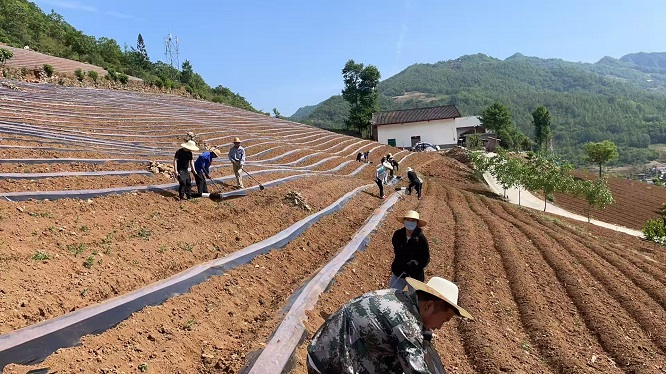 <b>商洛市镇安县庙沟镇：烤烟移栽忙 孕育“金叶”新希望</b>