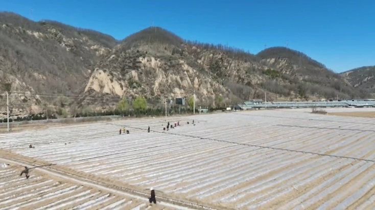 王明智调研高标准农田建后管护和老果园改造工作