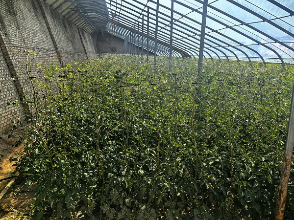 铜川市印台区红土镇周陵村：生态大棚西红柿即将批量上市 喜迎