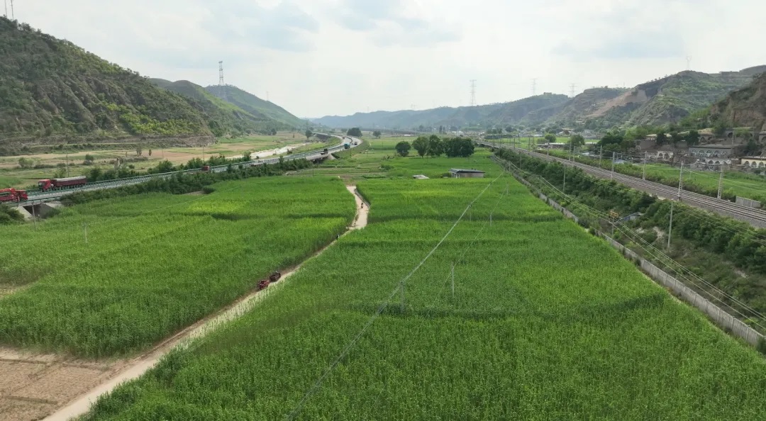 榆林市子洲县：特色产业“百花齐放” 多元融合铺就振兴路