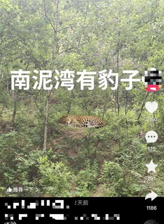 “南泥湾出现豹子”？ 延安网信部门：谣言！