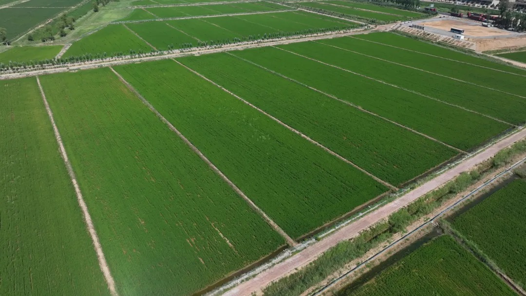 <b>榆林市榆阳区：改良盐碱地 发展水稻富民产业</b>