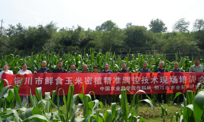 <b>铜川市举办鲜食玉米密植精准调控技术培训会  </b>