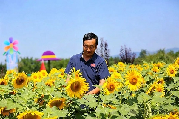 铜川耀州区石柱镇：盛夏油葵次第绽放 金色花海绘就乡村振兴画