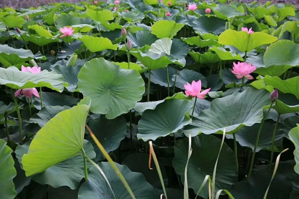 铜川市王益区：花开水清天更蓝 绘就生态新景