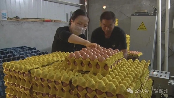 铜川市耀州区：种养循环兴产业 家门口就业助增收