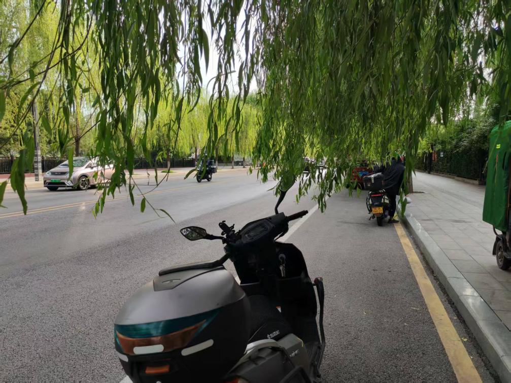 垂柳挡道、违停占道，非机动车“无路可走”？咸阳渭阳东路存