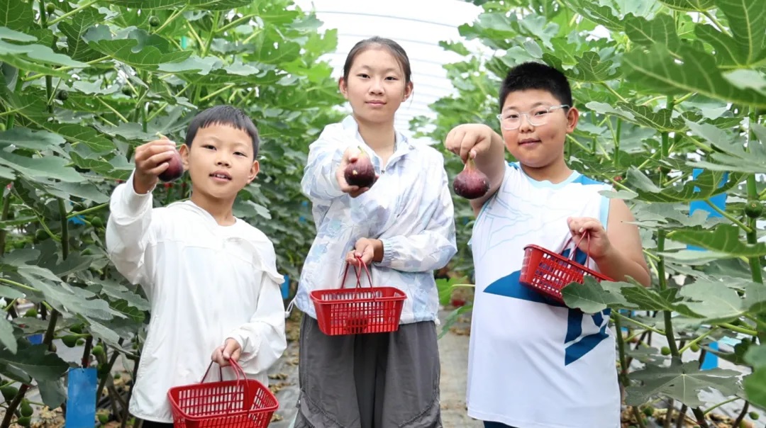 南果北种赋能乡村振兴！榆林市定边县首家无花果种植园正式开