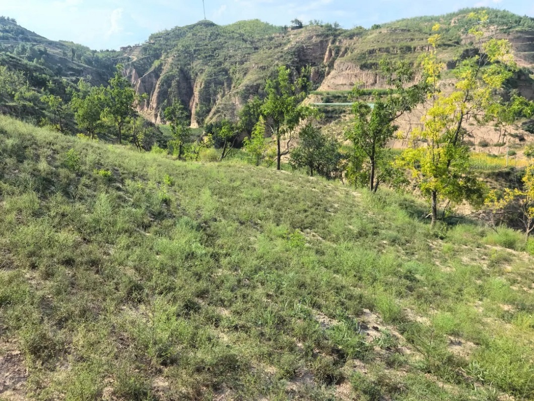 榆林市佳县张于家畔村：荒山披上绿装 远志开出“良方”