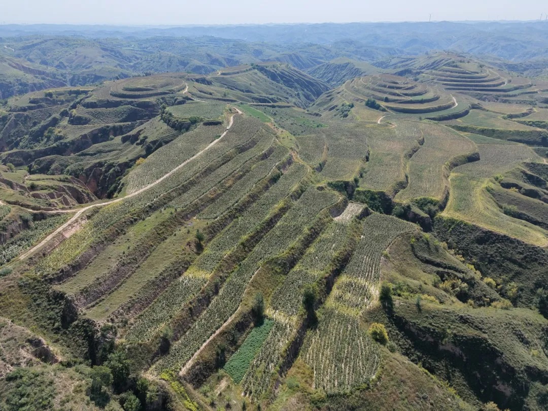榆林市佳县15.2万亩高粱长势喜人 旱塬沃野筑牢丰收根基