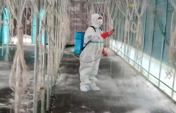 商洛市柞水县小岭镇：消杀护棚忙 静待秋耳香  