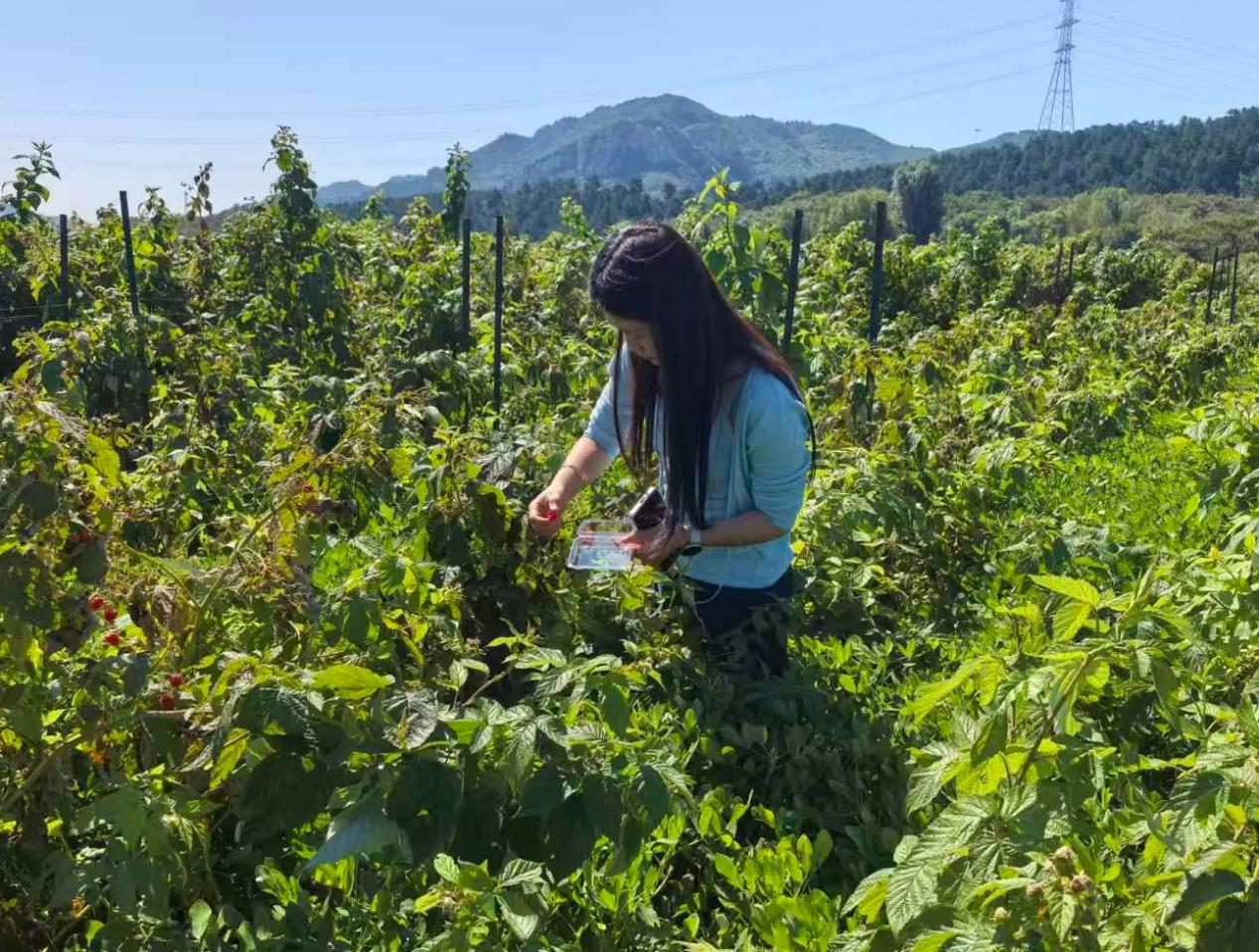 <b>河北秦皇岛青龙：莓香漫山乡 融合促振兴</b>