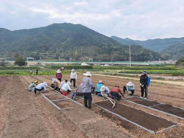 宝鸡市太白县太白贝母进入种苗播种期