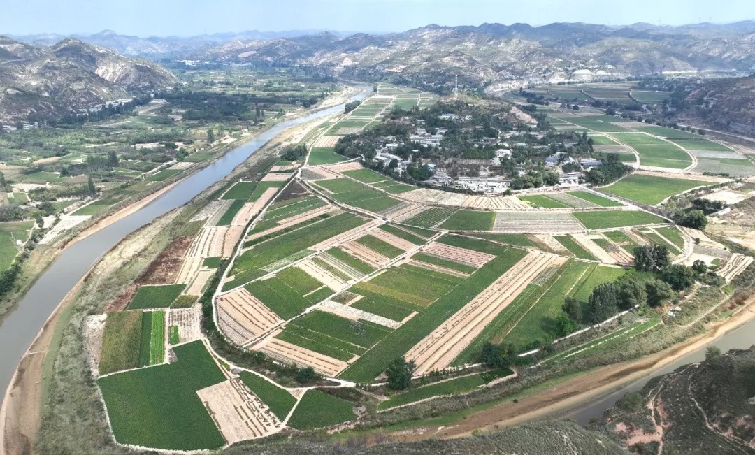 榆林市绥德县：沙地红薯串起富民链 特色产业铺就增收路
