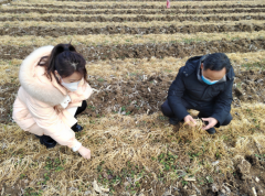 <b>商洛市科技特派员开展春季小麦田管指导工作</b>