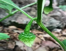 <b>太原植物园科研团队在山西霍山发现“华北散血丹”</b>