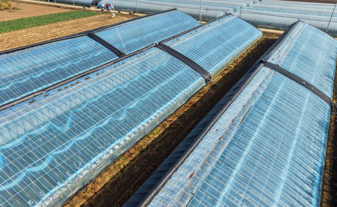 <b>河南镇平：蔬菜产业带动乡村增收致富</b>