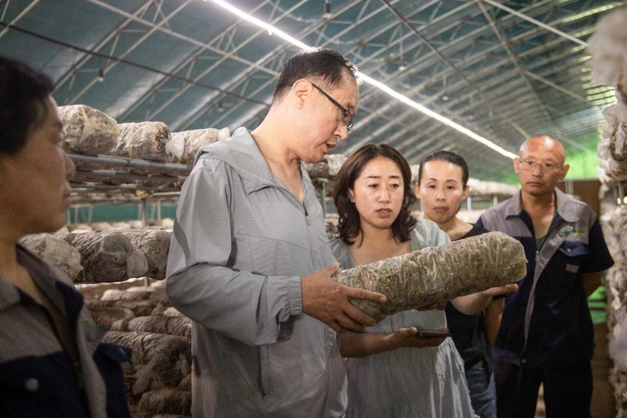 <b>技术赋能菇满棚 铺就产业富民路</b>
