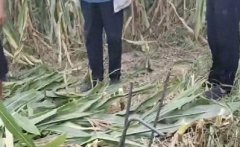 <b>河北邢台一村民收割玉米发现地里有钢筋 收割机受损损失数万元</b>