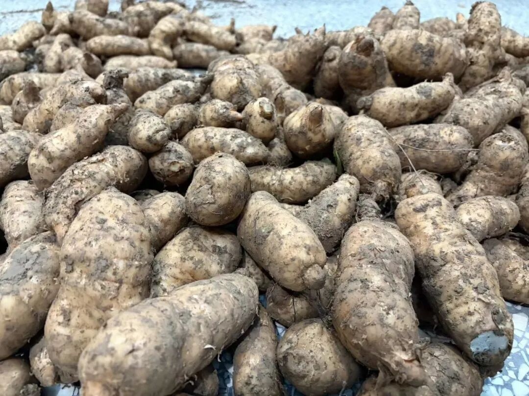 汉中宁强6万亩天麻迎丰收